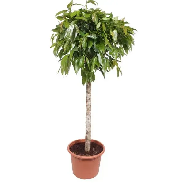 Ficus Amstel King kamerplant met een hoogte van 180 cm en een potmaat van 40 cm, ideaal voor woonkamer of kantoor