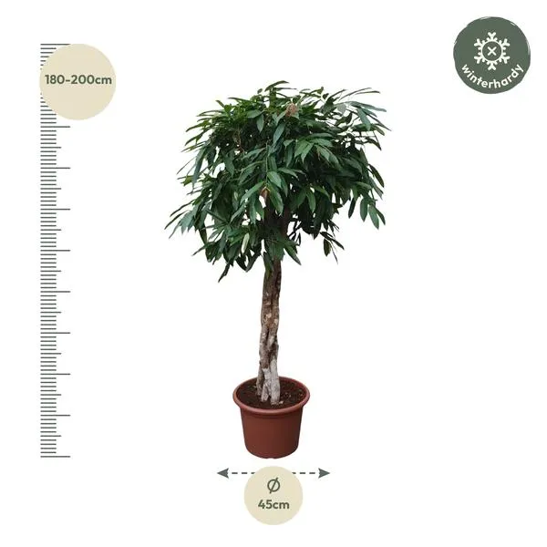 Gedetailleerde afmetingen van de Ficus Amstel King rubberboom, met gevlochten stam, hoogte 190 cm en potdiameter 45 cm