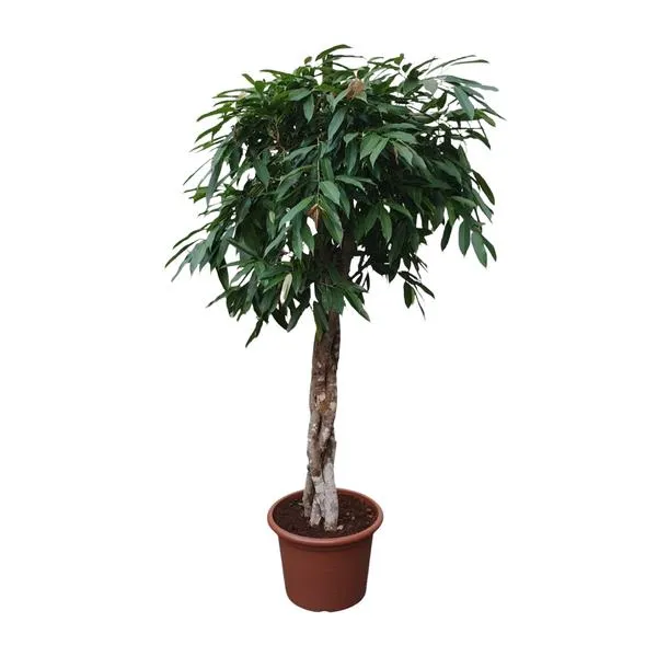 Ficus Amstel King, ook bekend als rubberboom, met een gevlochten stam, 190 cm hoog, in een stevige kweekpot van 45 cm diameter