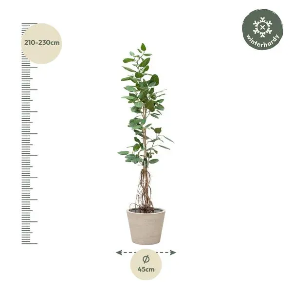 Hoge Ficus Benghalensis Audrey met hoogte van 210-230 cm en potdiameter van 45 cm