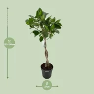 Gedetailleerde afmetingen van de Ficus Benghalensis Audrey: pot van 27 cm en hoogte van 110 cm