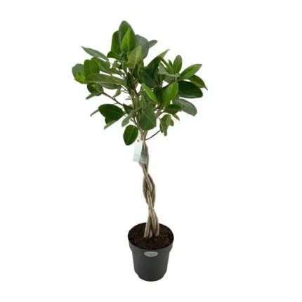 Kamerplant Ficus Benghalensis Audrey met gevlochten stam in pot van 27 cm en een hoogte van 110 cm