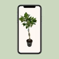 Mobiel voorbeeld van de Ficus Benghalensis Audrey kamerplant met gevlochten stam