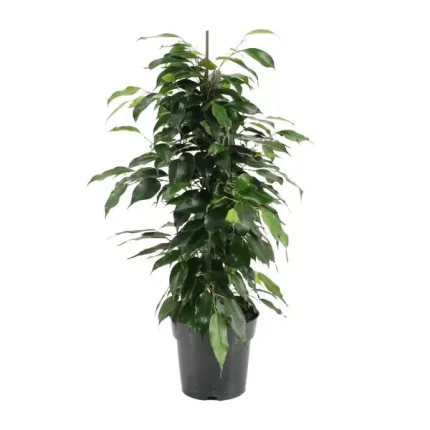 Stijlvolle Ficus Benjamina Danielle, een groene kamerplant met een hoogte van 70 cm en potdiameter van 17 cm