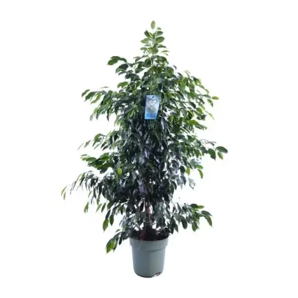 Ficus Benjamina Danielle kamerplant met een hoogte van 140 cm en een potmaat van 27 cm, perfect voor elke woonkamer of kantoorruimte.