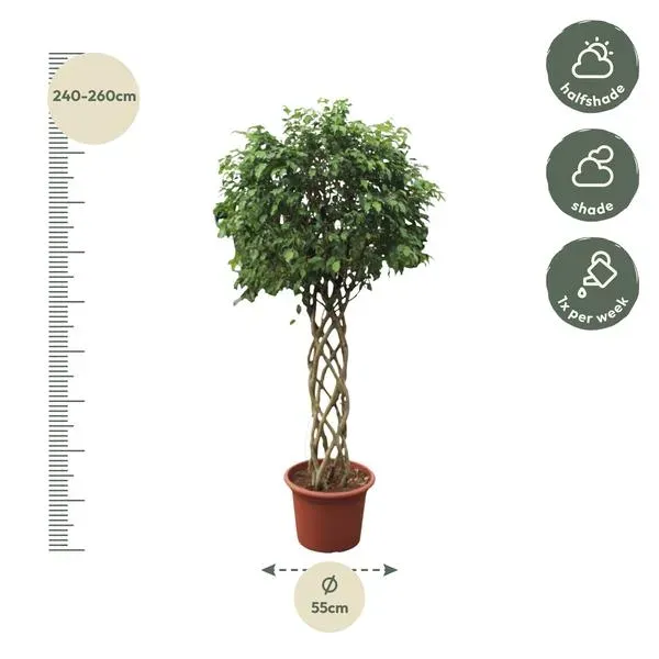 Ficus Benjamina Exotica grote kamerplant met gevlochten stam, hoogte 250 cm en potdiameter 55 cm, inclusief maataanduiding