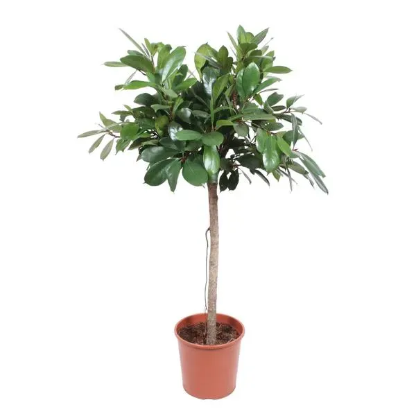 Kamerplant Afrikaanse Vijgenboom (Ficus Cyathistipula) met een hoogte van 150 cm en een pot van 30 cm, perfect voor een tropische uitstraling in huis of kantoor.