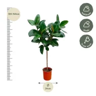 Ficus Elastica Robusta kamerplant op stam, 130 cm hoog, met een pot van 24 cm en weergave van lichtomstandigheden