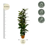 Ficus Elastica Robusta struik, Indische Rubberboom, met afmetingen: hoogte 170 cm en potdiameter 27 cm.