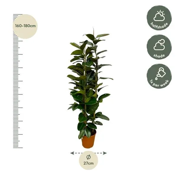 Ficus Elastica Robusta struik, Indische Rubberboom, met afmetingen: hoogte 170 cm en potdiameter 27 cm.