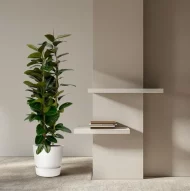 Ficus Elastica Robusta struik, Indische Rubberboom, 170 cm hoog, stijlvol geplaatst in een modern interieur.