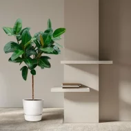 Ficus Elastica Robusta kamerplant op stam in een modern interieur, 130 cm hoog in een witte pot