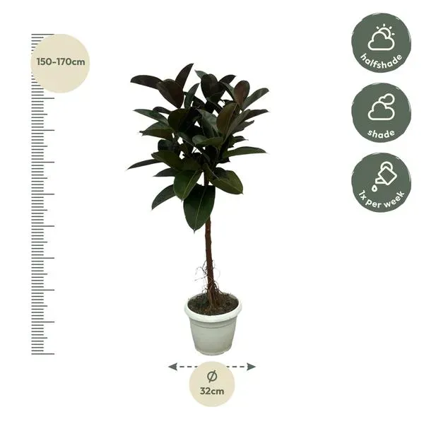 Ficus Elastica Robusta stam, rubberplant, met afmetingen weergegeven