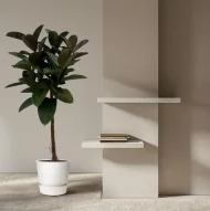 Ficus Elastica Robusta stam, ook wel rubberplant genoemd, geplaatst in een interieur