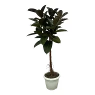 Ficus Elastica Robusta stam, rubberplant, in witte pot op een neutrale achtergrond