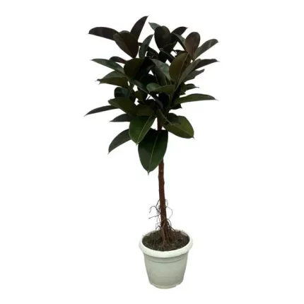 Ficus Elastica Robusta stam, rubberplant, in witte pot op een neutrale achtergrond