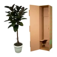 Ficus Elastica Robusta stam, oftewel rubberplant, naast kartonnen verpakking