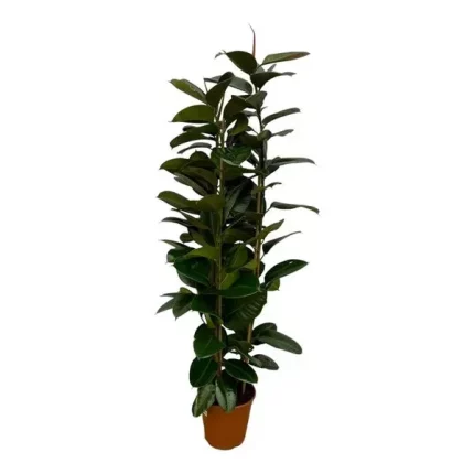 Ficus Elastica Robusta struik, Indische Rubberboom, hoogte 170 cm, ideale kamerplant voor halfschaduw of schaduw.