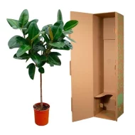 Ficus Elastica Robusta kamerplant op stam, verpakt in een stevige doos voor veilige levering