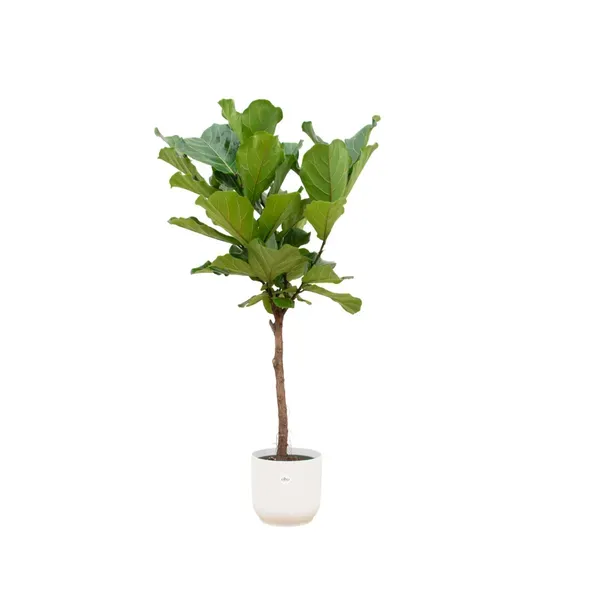 Ficus Lyrata (tabaksplant of vioolbladplant) van 160 cm hoog met stam, in een witte Elho pot.