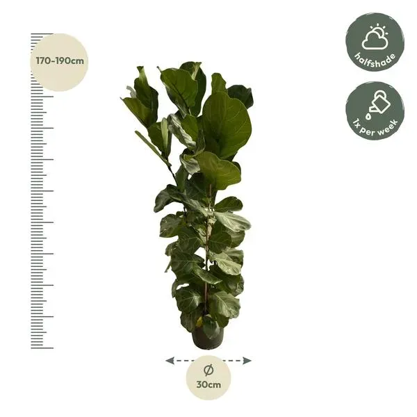 Ficus Lyrata vioolbladplant van 170-190 cm hoog, ideaal voor halfschaduw met een diameter van 30 cm.