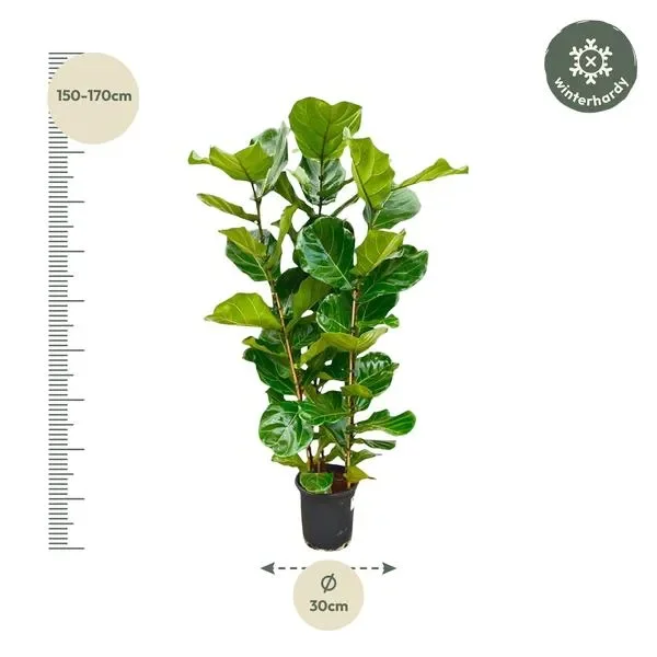 Ficus Lyrata vioolbladplant van 160 cm hoog met een diameter van 30 cm, inclusief schaal voor maatvoering.