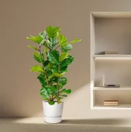 Ficus Lyrata vioolbladplant van 160 cm hoog, geplaatst in een lichte, moderne woonruimte.