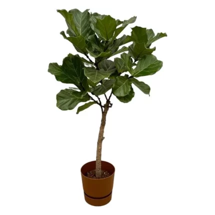 Complete Ficus lyrata plant met grote bladeren en stam in een decoratieve pot