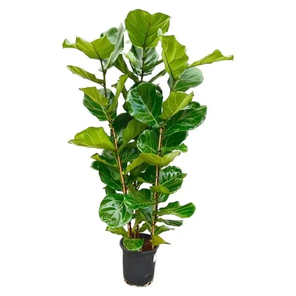 Vioolbladplant Ficus Lyrata struik van 160 cm hoog met grote, glanzende bladeren.