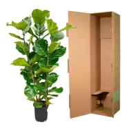 Ficus Lyrata vioolbladplant van 160 cm hoog in een stevige, veilige verzendverpakking.