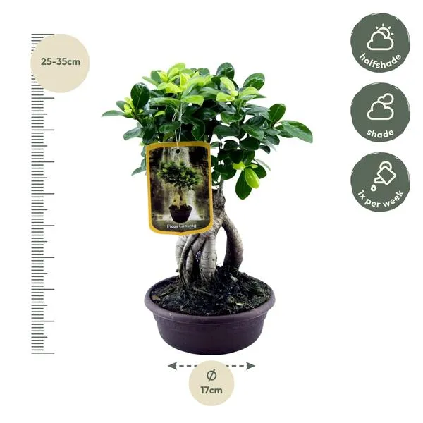 Tips voor het onderhouden van de Ficus Microcarpa Ginseng, inclusief licht en waterinstructies