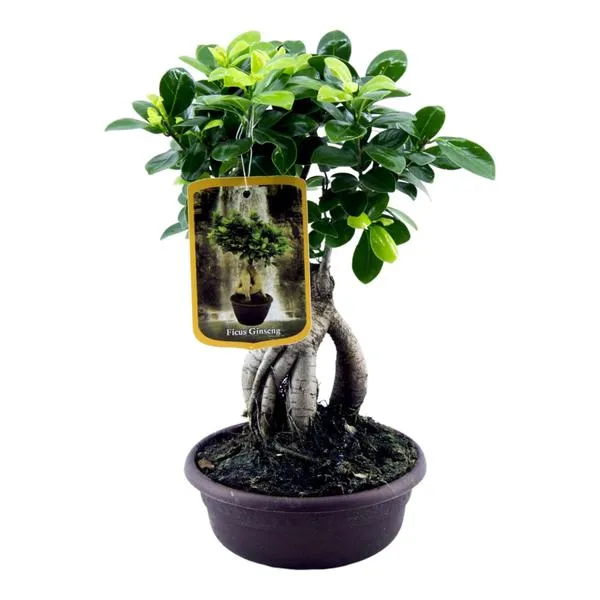 Ficus Microcarpa Ginseng met stevige wortels en glanzende bladeren, hoogte 30 cm