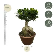 Ficus Microcarpa Ginseng van 40-60 cm hoog, in een bruine pot met een diameter van 25 cm