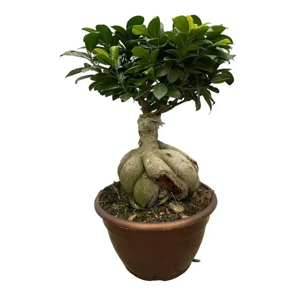 Close-up van de Ficus Microcarpa Ginseng met zijn kenmerkende wortelstructuur