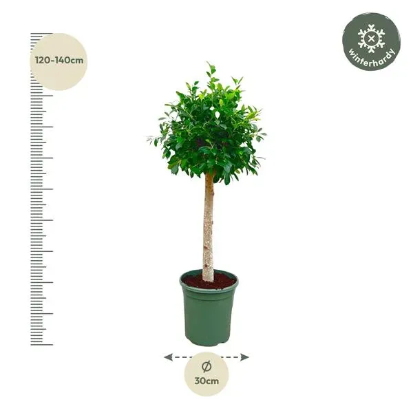 Ficus Nitida kamerplant op stam met afmetingen van 130 cm hoog en een potdiameter van 30 cm, geschikt voor binnen