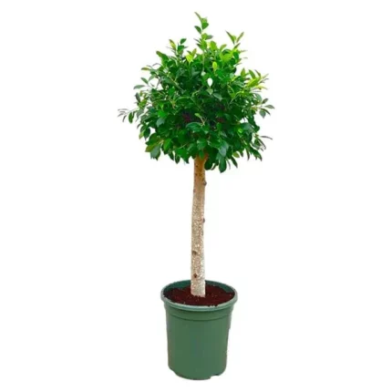 Winterharde Ficus Nitida kamerplant op stam met een hoogte van 130 cm en potdiameter van 30 cm, perfect voor woonkamer of kantoor