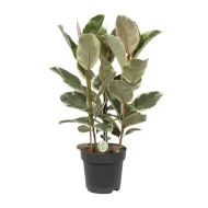 Elegante Ficus Tineke kamerplant met bonte bladeren en een hoogte van 85 cm