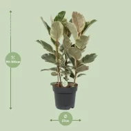 Ficus Tineke kamerplant, hoogte 85 cm, potdiameter 27 cm, ideaal voor elk interieur