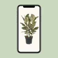 Ficus Tineke kamerplant, weergegeven op mobiel, hoogte 85 cm, ideaal voor moderne interieurs