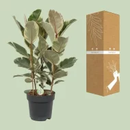 Ficus Tineke kamerplant met duurzame verpakking, hoogte 85 cm en potdiameter 27 cm