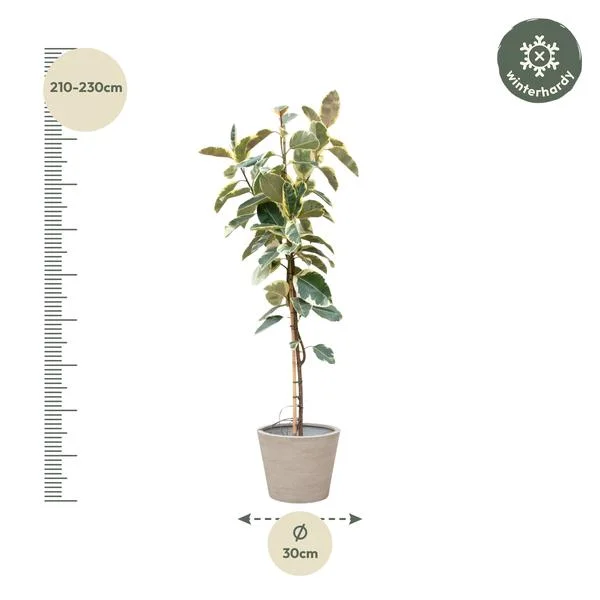 Ficus Tineke op stam van 220cm met aangegeven hoogte en potdiameter