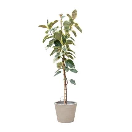 Grote Ficus Tineke op stam van 220cm in een stijlvolle pot