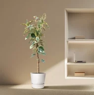 Ficus Tineke op stam van 220cm in een modern interieur