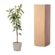 Ficus Tineke op stam van 220cm naast verpakkingsdoos voor verzending