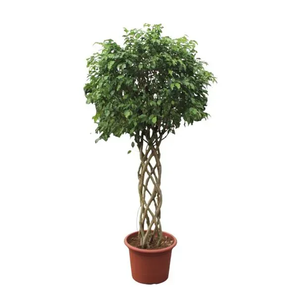 Grote Ficus Benjamina Exotica kamerplant met gevlochten stam, hoogte 250 cm, potdiameter 55 cm