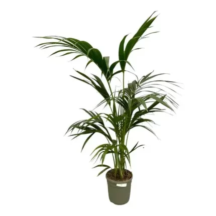 Tropische Howea Forsteriana Kentia Palm kamerplant met een hoogte van 130 cm, perfect voor een stijlvol interieur