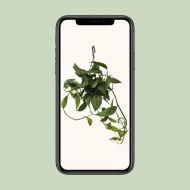 Weergave van de Epipremnum Cebu Blue Duivelsklimop op een mobiel apparaat, ideaal voor inspiratie