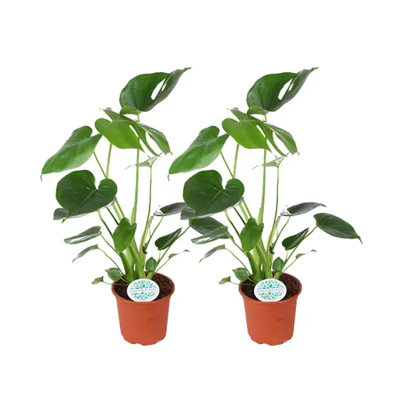 Set van 2 Monstera Deliciosa kamerplanten, ook bekend als gatenplant, met een hoogte van 45 cm, geleverd in terracottakleurige potten