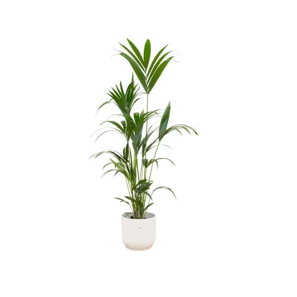 Kentia palm (Howea Forsteriana) van 160 cm hoog in een witte Elho pot, geschikt voor elke ruimte.