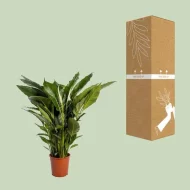 Lepelplant Spathiphyllum naast kartonnen verpakking, ideaal voor verzending